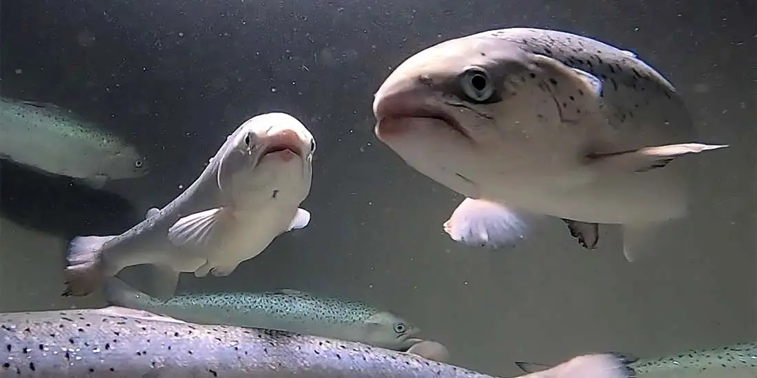 هوش مصنوعی ماهی ها را نجات می دهد