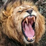 هوش مصنوعی نوع جدیدی از غرش شیر را کشف کرد