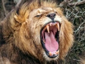 هوش مصنوعی نوع جدیدی از غرش شیر را کشف کرد