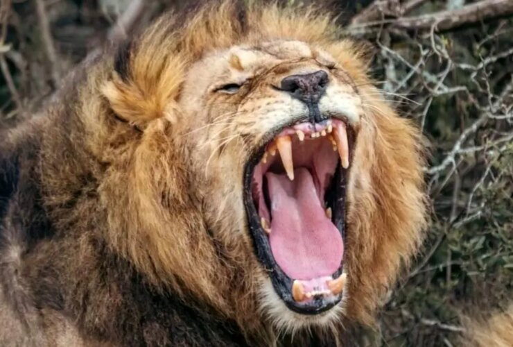 هوش مصنوعی نوع جدیدی از غرش شیر را کشف کرد