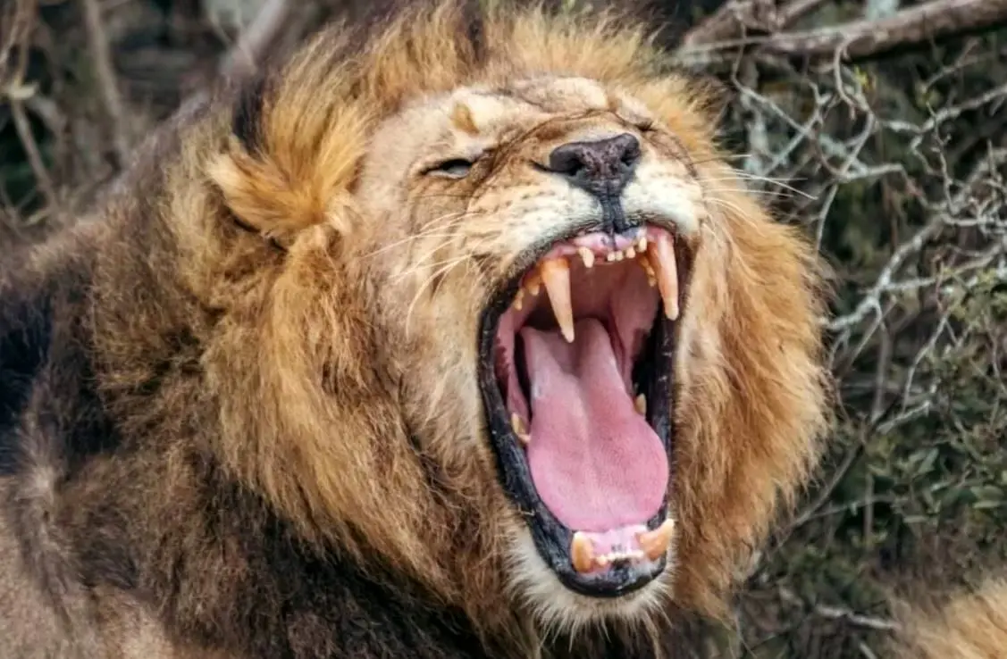 هوش مصنوعی نوع جدیدی از غرش شیر را کشف کرد