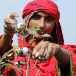 پروژه های TİKA در کشاورزی: ​​آیا تولیدات یا بدهی های کشاورزان محلی در حال افزایش است؟