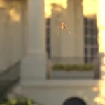 پهپاد 40 گرمی شکار پشه وارد بازار شد