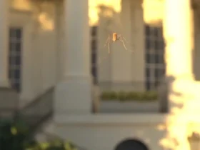 پهپاد 40 گرمی شکار پشه وارد بازار شد 8 پهپاد 40 گرمی شکار پشه وارد بازار شد