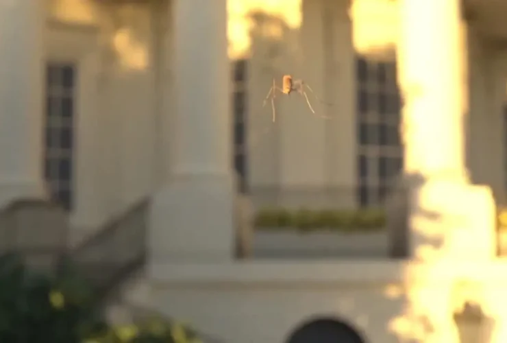 پهپاد 40 گرمی شکار پشه وارد بازار شد