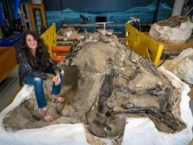 کشف بحث برانگیز: یانگ تی رکس یک گونه دایناسور جدید است! 8 کشف بحث برانگیز: یانگ تی رکس یک گونه دایناسور جدید است!