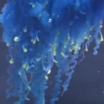 کشف یک پری دریایی سامورایی در ژاپن!