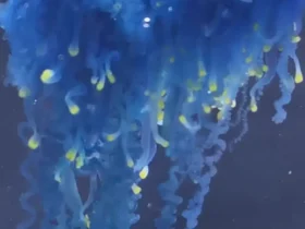 کشف یک پری دریایی سامورایی در ژاپن! 9 کشف یک پری دریایی سامورایی در ژاپن!