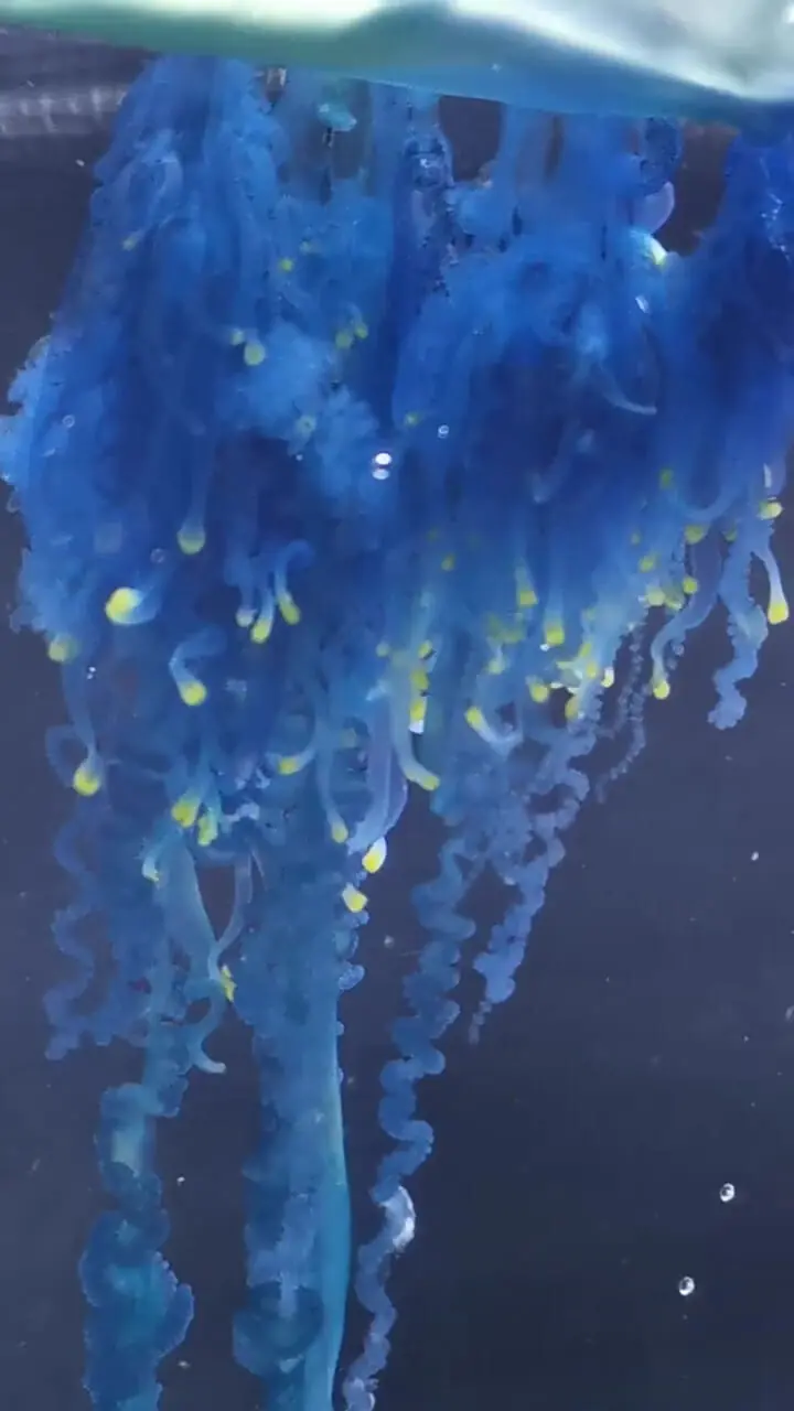 کشف یک پری دریایی سامورایی در ژاپن! 1 کشف یک پری دریایی سامورایی در ژاپن!