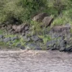 گورخر با خطر از دست دادن یک پا از چنگ تمساح فرار کرد