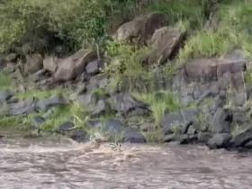 گورخر با خطر از دست دادن یک پا از چنگ تمساح فرار کرد