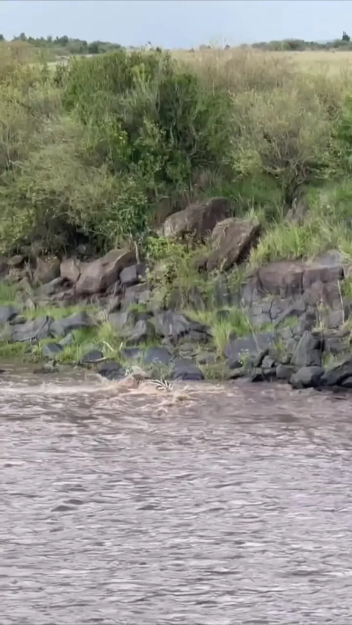 گورخر با خطر از دست دادن یک پا از چنگ تمساح فرار کرد