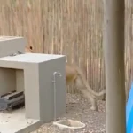 یک شیر در حیاط خلوت خانه، نیالای بدشانس را شکار کرد