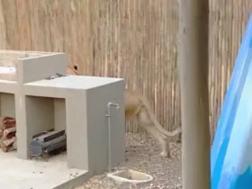 یک شیر در حیاط خلوت خانه، نیالای بدشانس را شکار کرد 8 یک شیر در حیاط خلوت خانه، نیالای بدشانس را شکار کرد