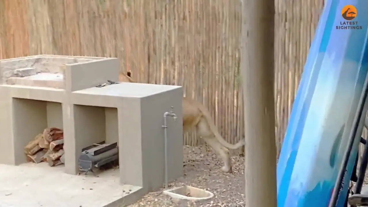 یک شیر در حیاط خلوت خانه، نیالای بدشانس را شکار کرد 1 یک شیر در حیاط خلوت خانه، نیالای بدشانس را شکار کرد