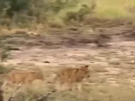 یک قدم شیر تا جایی که زیر پای فیل ها له می شود عمیق می خوابد.