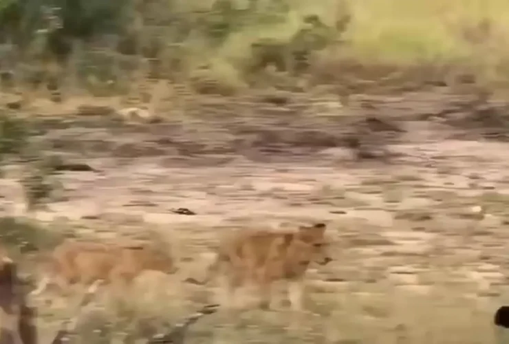 یک قدم شیر تا جایی که زیر پای فیل ها له می شود عمیق می خوابد.