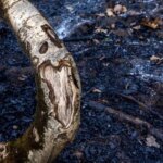 تصاویر; آتش و گدازه دیزمار