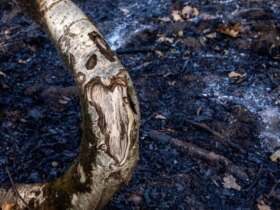 تصاویر; آتش و گدازه دیزمار