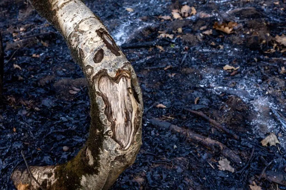 تصاویر; آتش و گدازه دیزمار