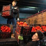 افزایش 41 درصدی قیمت گوجه فرنگی در یک ماه!