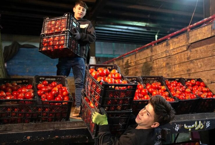 افزایش 41 درصدی قیمت گوجه فرنگی در یک ماه!