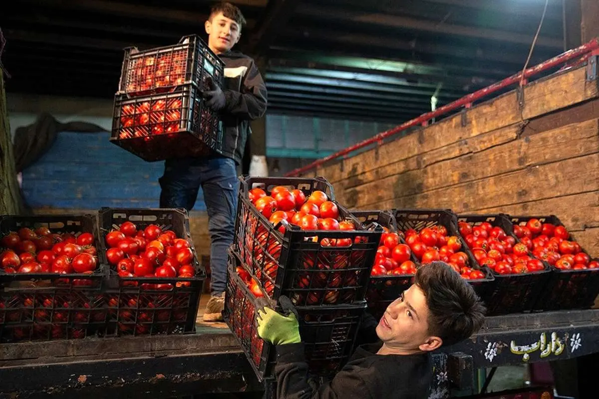 افزایش 41 درصدی قیمت گوجه فرنگی در یک ماه!