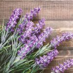 مضرات، فواید و خواص اسطوخودوس چیست و چه فوایدی دارد؟ + کاربرد روغن اسطوخودوس