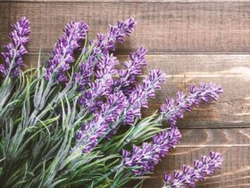 مضرات، فواید و خواص اسطوخودوس چیست و چه فوایدی دارد؟ + کاربرد روغن اسطوخودوس