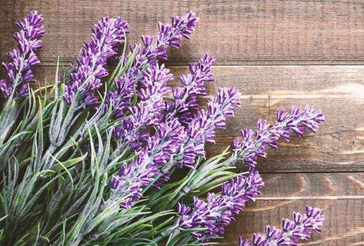 مضرات، فواید و خواص اسطوخودوس چیست و چه فوایدی دارد؟ + کاربرد روغن اسطوخودوس