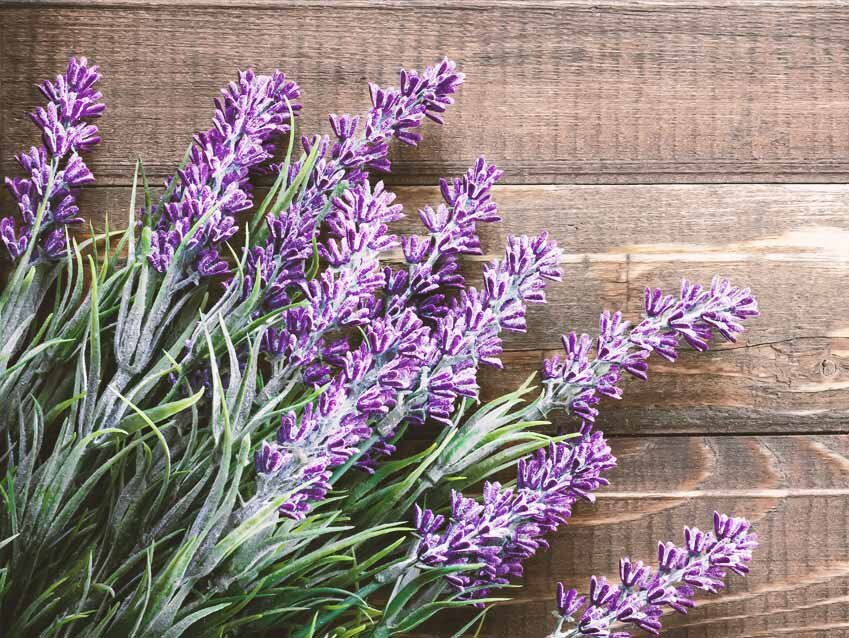 مضرات، فواید و خواص اسطوخودوس چیست و چه فوایدی دارد؟ + کاربرد روغن اسطوخودوس 1 مضرات، فواید و خواص اسطوخودوس چیست و چه فوایدی دارد؟ + کاربرد روغن اسطوخودوس