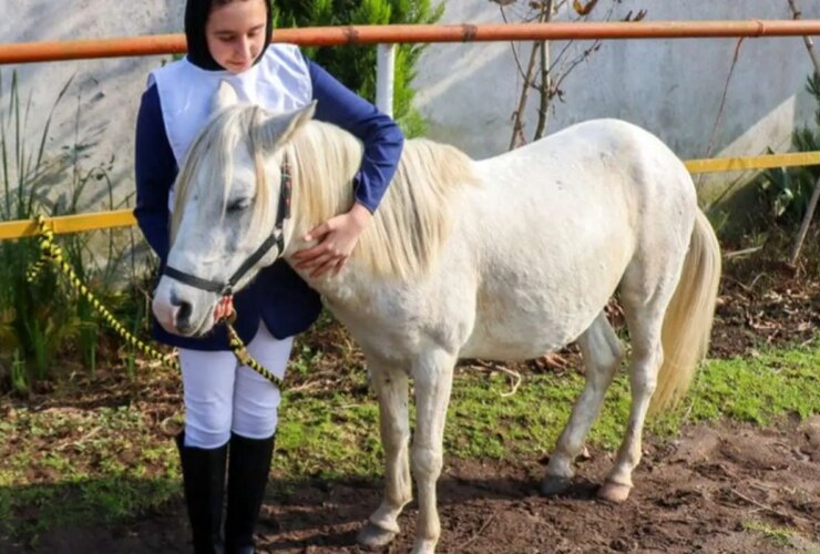 تصاویر; جشنواره زیبایی اسب کاسپین در انزلی