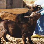 خطرات پنهان نگهداری از حیوانات در خانه