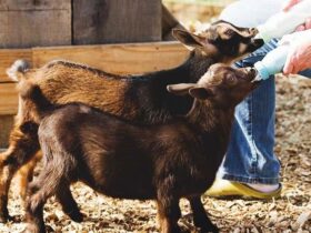 خطرات پنهان نگهداری از حیوانات در خانه 8 خطرات پنهان نگهداری از حیوانات در خانه