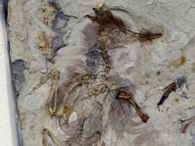 مرگ مرموز پرنده 120 میلیون ساله با بیش از 800 سنگ در گلو 8 ddd