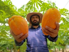 تصاویر; مزرعه "پاپایا". 8 تصاویر;