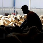 قیمت دام امروز 20 دی 1404