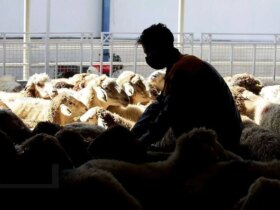 قیمت دام امروز 20 دی 1404 9 قیمت دام امروز 20 دی 1404