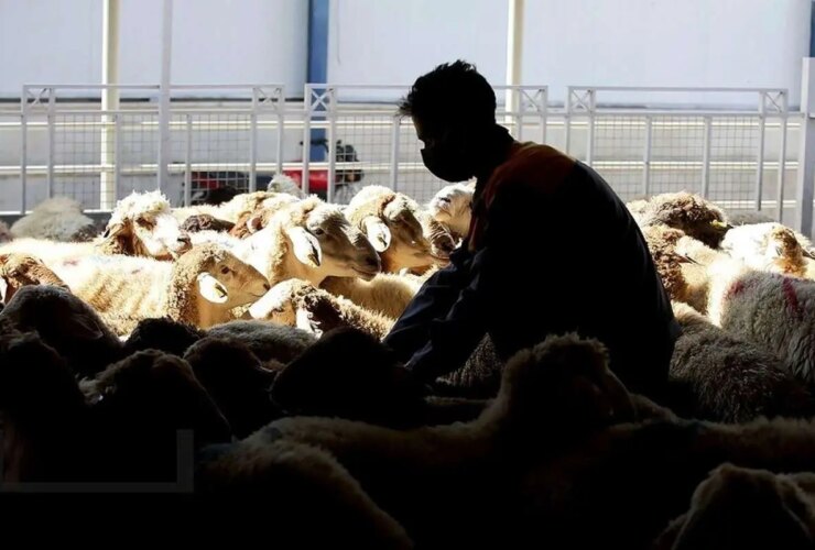 قیمت دام امروز 20 دی 1404 22 قیمت دام امروز 20 دی 1404