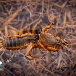 تصاویر; هشدار تالاب بیشهدلان