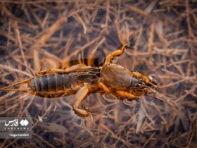 تصاویر; هشدار تالاب بیشهدلان 8 تصاویر; هشدار تالاب بیشهدلان