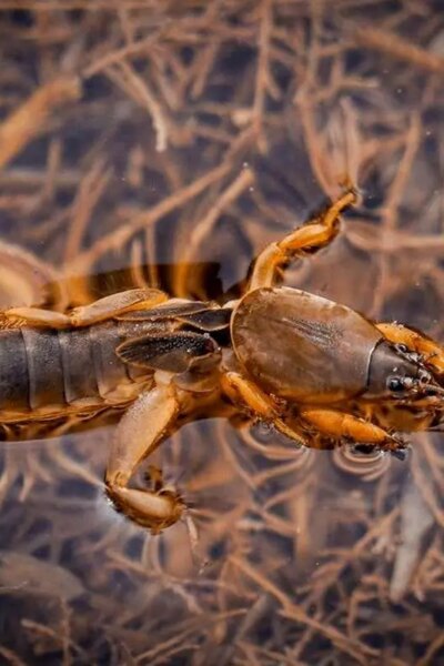 تصاویر; هشدار تالاب بیشهدلان 2 تصاویر; هشدار تالاب بیشهدلان