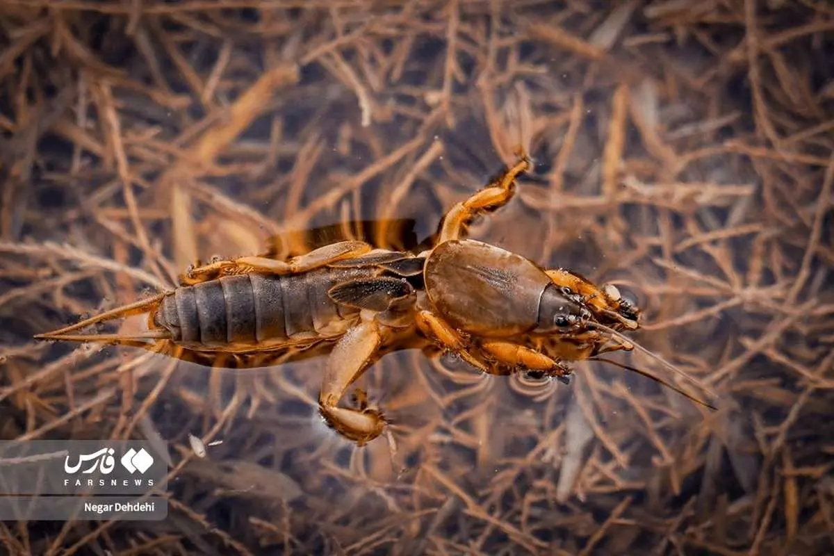 تصاویر; هشدار تالاب بیشهدلان