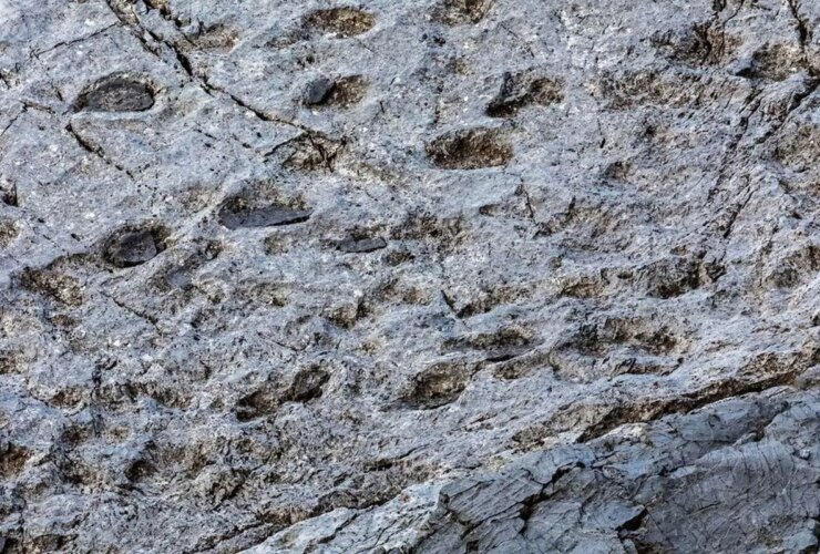 هزاران ردپای دایناسور در شمال ایتالیا کشف شد