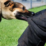 400000 نفر در سال گذشته خدمات حیوان گزیدگی دریافت کردند