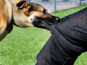 400000 نفر در سال گذشته خدمات حیوان گزیدگی دریافت کردند 8 400000 نفر در سال گذشته خدمات حیوان گزیدگی دریافت کردند