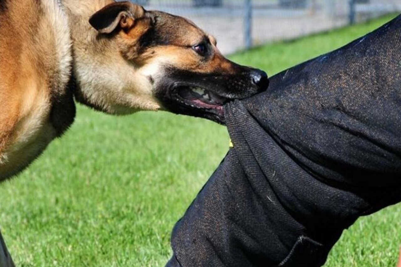 400000 نفر در سال گذشته خدمات حیوان گزیدگی دریافت کردند 1 400000 نفر در سال گذشته خدمات حیوان گزیدگی دریافت کردند