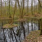 کشف سکه طلای 2300 ساله در باتلاق