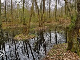 کشف سکه طلای 2300 ساله در باتلاق