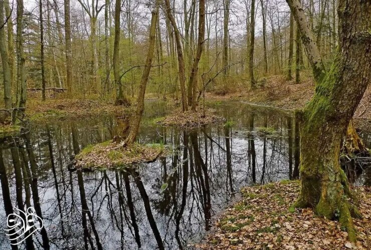 کشف سکه طلای 2300 ساله در باتلاق